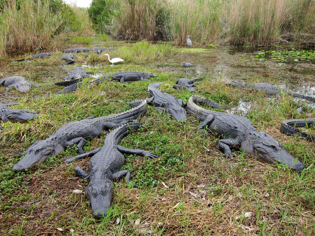 American alligators (Alligator mississippiensis) from Everglades National Park Anhinga Trail