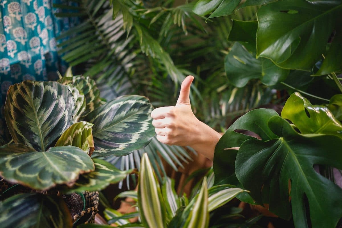 person hiding behind plant and giving the thumbs up between green leaves